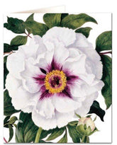 Archivist Greetings Card - White Peony